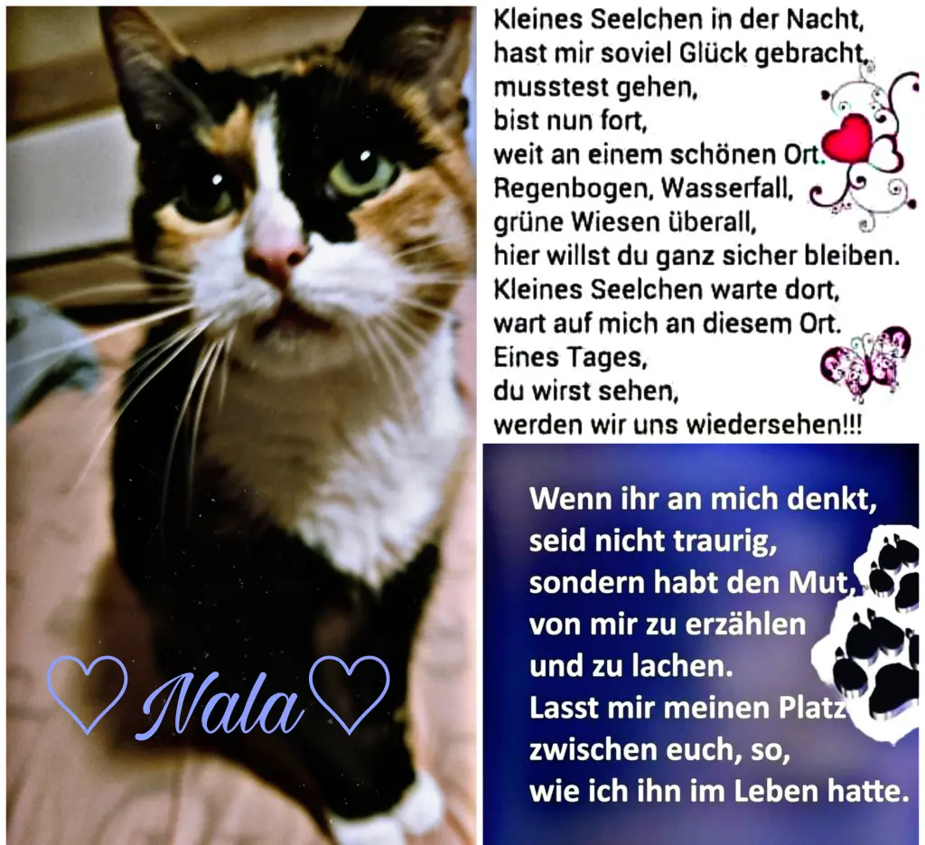 Bild von Nala