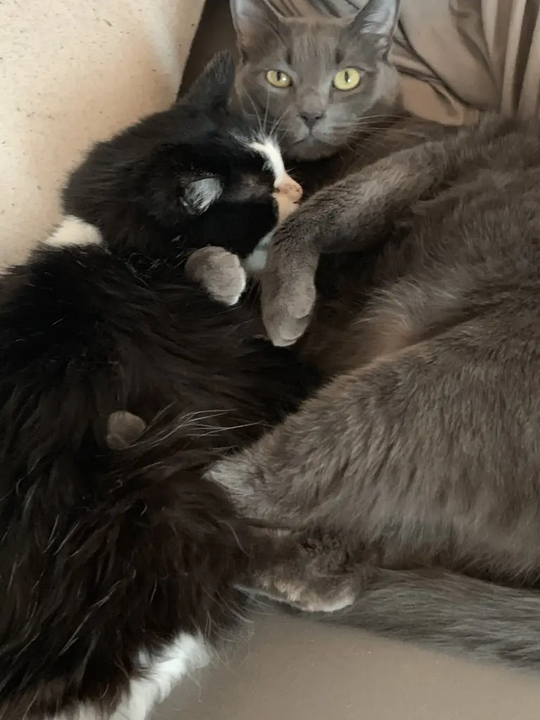 Image from Princess