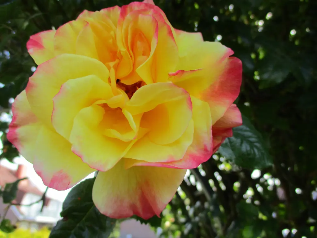 Andachtsbild von Gerda
