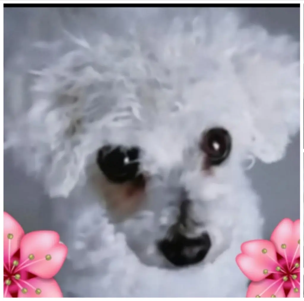 Andachtsbild von Gaby mit Snowy im Herzen