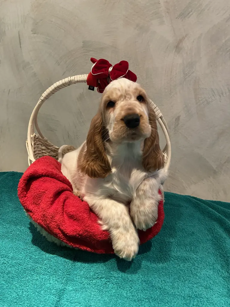 Andachtsbild von Gerda mit Bonita tief im Herzen