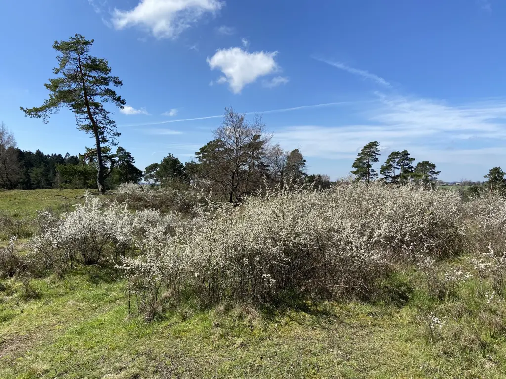 Andachtsbild von Dein Frauchen Gerda