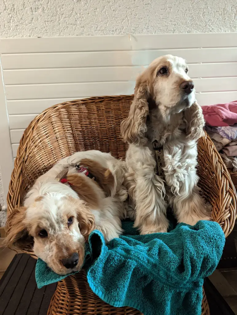 Andachtsbild von Deine Freundinnen Juleen und Sunny