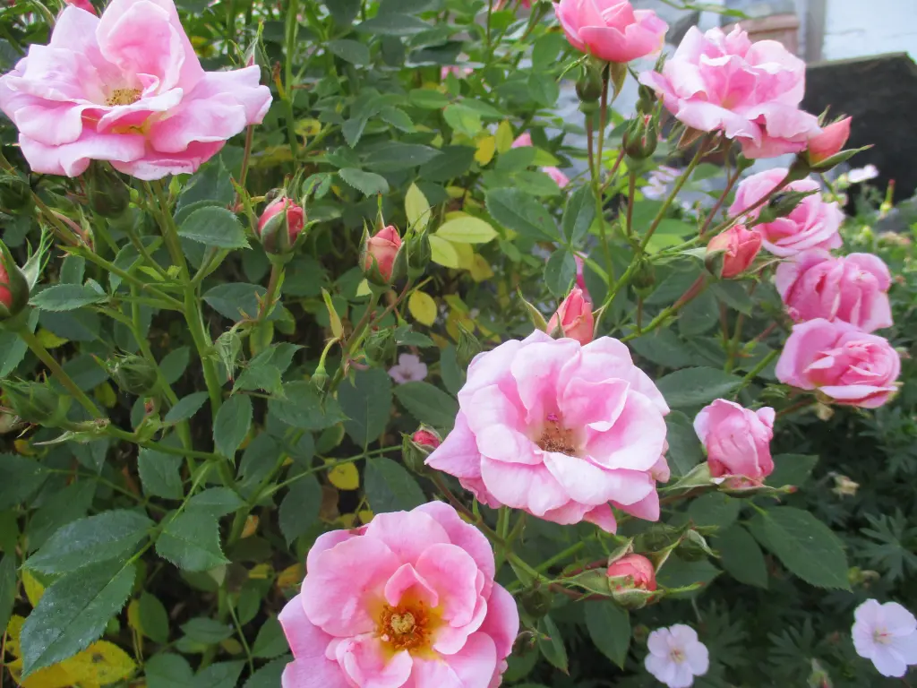 Andachtsbild von Dein Frauchen Gerda