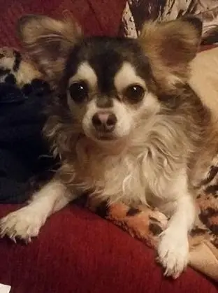 Andachtsbild von Für Bonita von Balu