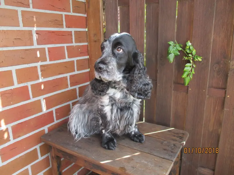 Bild von Bonita