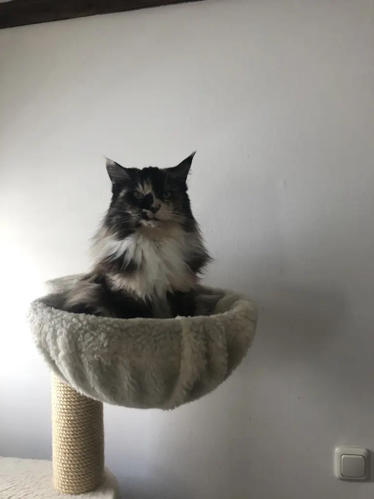 Image from Amber