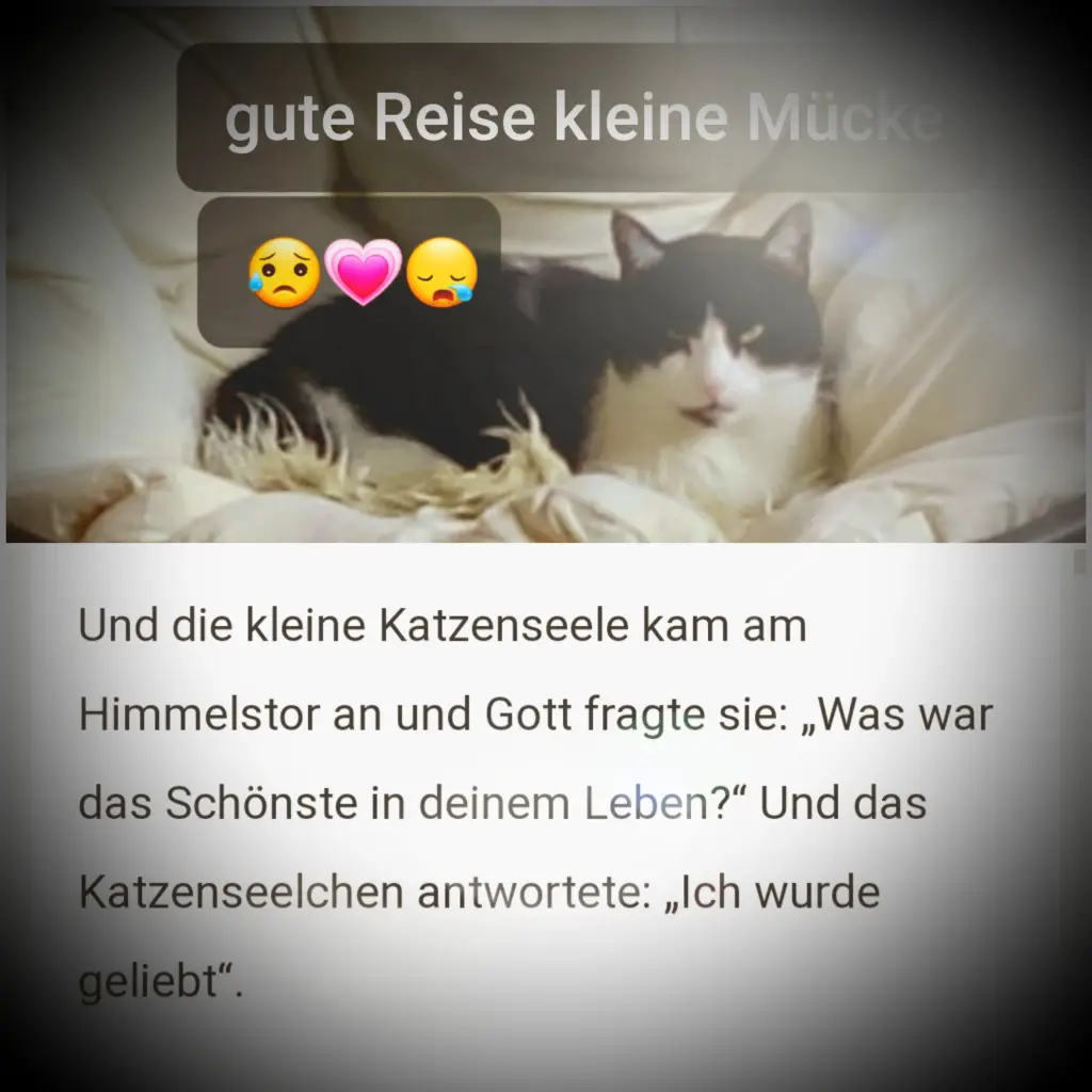 Image from Mücke