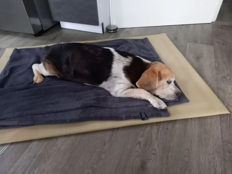 Condolence image of GABRIELE und Snoopy