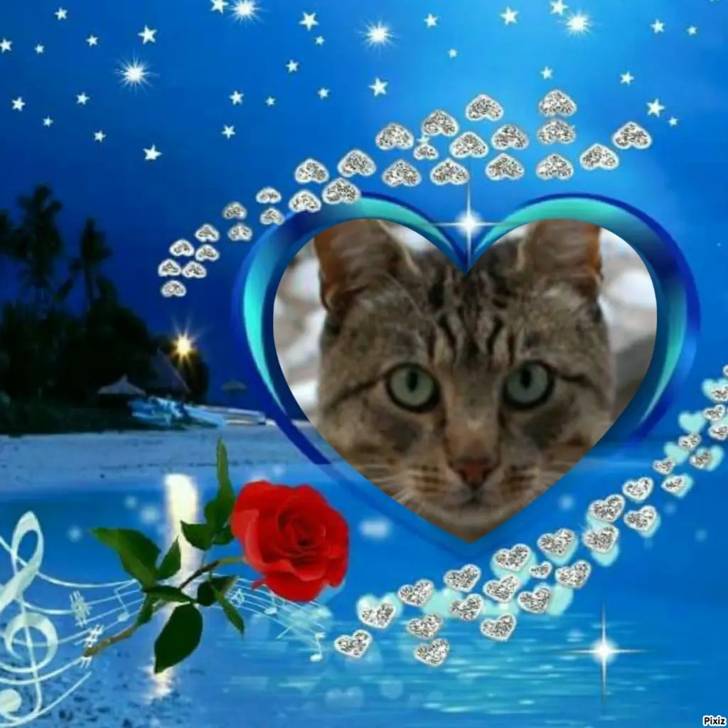 Condolence image of Tanja mit Timmy im Herzen