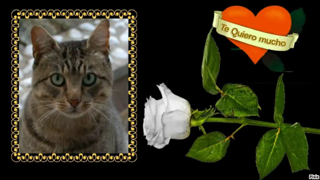 Condolence image of Tanja mit Timmy im Herzen