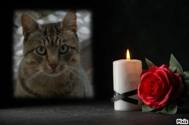 Condolence image of Tanja mit Timmy im Herzen
