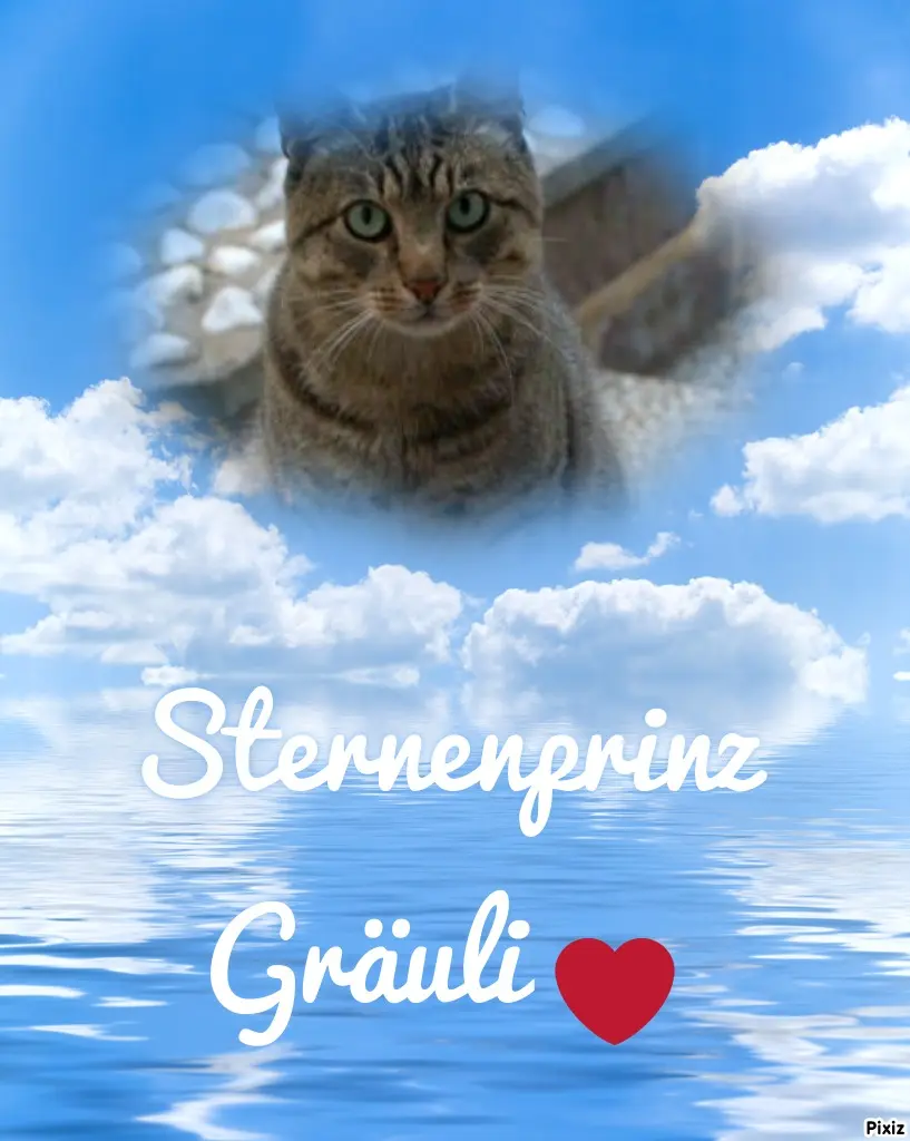 Condolence image of Tanja mit Timmy im Herzen