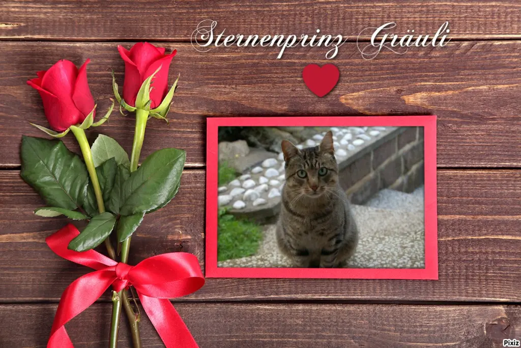 Condolence image of Tanja mit Timmy im Herzen