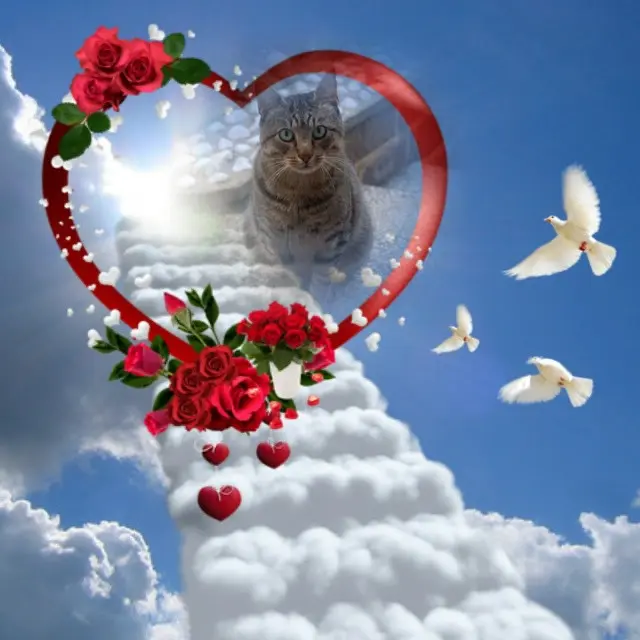 Condolence image of Gute❤️❤️❤️Nacht❤️❤️❤️❤️❤️