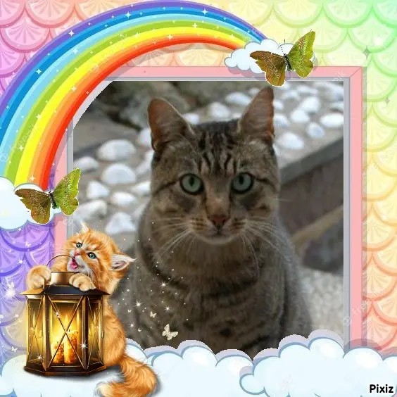 Condolence image of Tanja mit Timmy im Herzen
