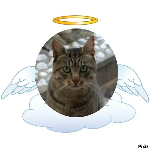 Condolence image of Tanja mit Timmy im Herzen