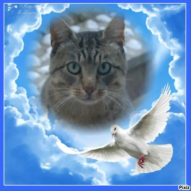 Condolence image of Tanja mit Timmy im Herzen 