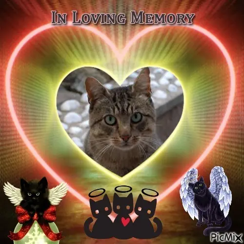 Condolence image of 1. Sternchen❤️Gedenktag❤️