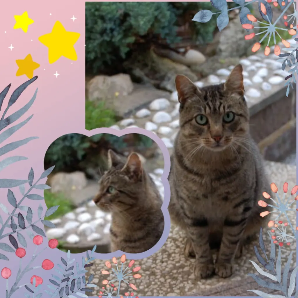 Condolence image of ❤️Eike und Edeltraud mit unseren Sternchen tief im Herzen ❤️ ❤️ ❤️ ❤️ ❤️ ❤️ ❤️ ❤️