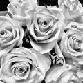 Condolence image of ❤☸ڿڰۣ