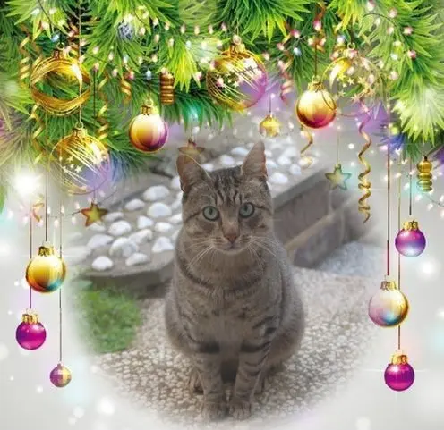 Condolence image of Frohe❤❤❤Weihnachten❤❤❤