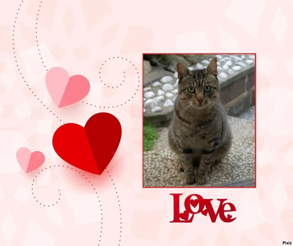Condolence image of Tanja mit Timmy im Herzen