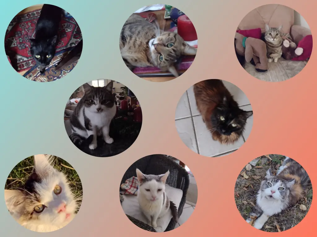 Condolence image of Corinna mit Emma, Pummelchen und anderen Sternlein im ❤️