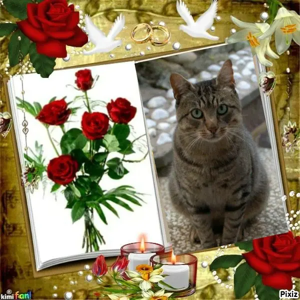Condolence image of Tanja mit Timmy im Herzen
