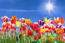 Condolence image of ✰❀✰¸.•*Himmelsgrüße ❤️ zum Frühlingsanfang*•.¸✰❀✰