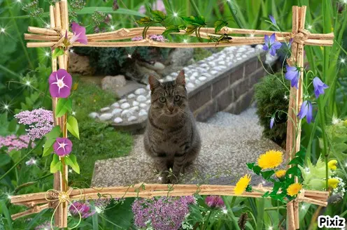 Condolence image of Tanja mit Timmy im Herzen