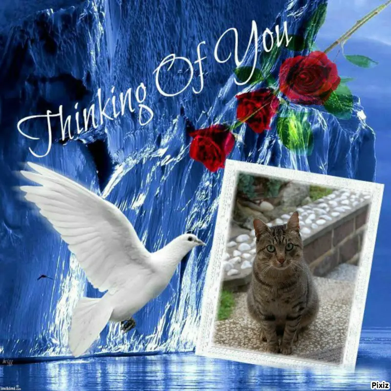 Condolence image of Tanja mit Timmy im Herzen