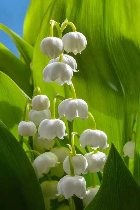 Condolence image of ✬¸.•*¨*•.☆ Gräuli ❤️ zum Gedenken - 19 Monate ☆.•*¨*•.¸✬