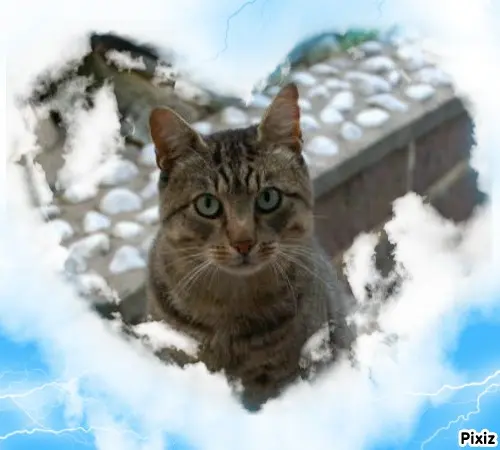 Condolence image of Tanja mit Timmy im Herzen