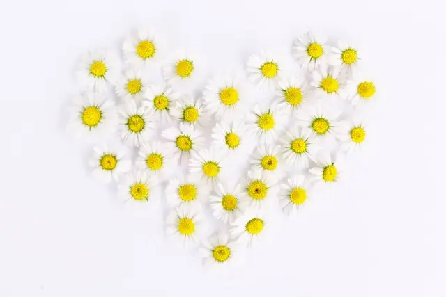 Condolence image of ✬¸.•*¨*•.☆ Gräuli ❤️ zum Gedenken - 22 Monate ☆.•*¨*•.¸✬