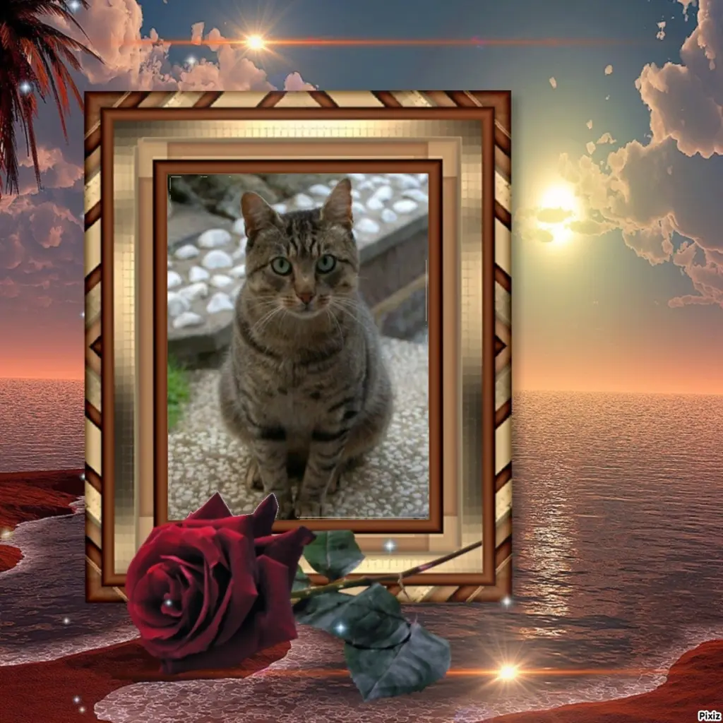 Condolence image of Tanja mit Timmy im Herzen