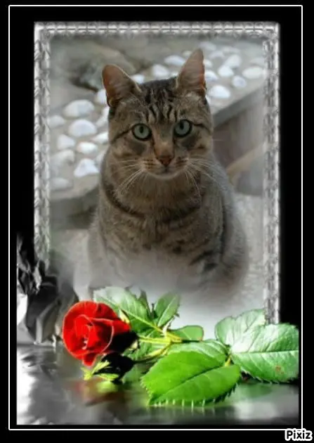 Condolence image of Tanja mit Timmy im Herzen