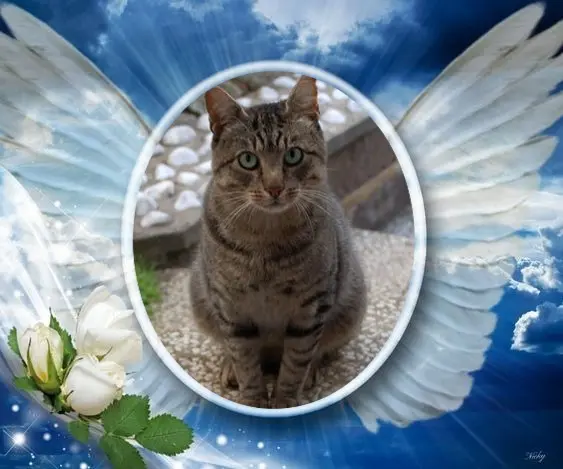 Condolence image of 2.Sternchen❤️Gedenktag❤️❤️