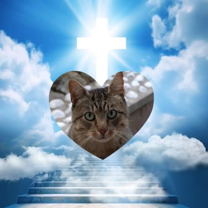 Condolence image of 2.Sternchen❤️Gedenktag❤️❤️
