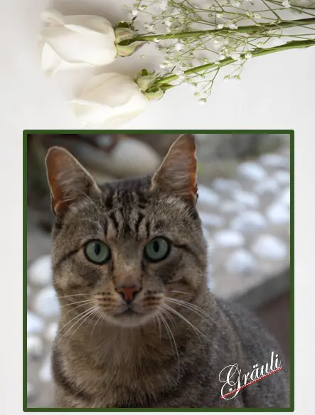 Condolence image of ✬¸.•*¨*•.☆Himmelsgrüße zum 2. Sternchengedenktag✬¸.•*¨*•.☆❤️