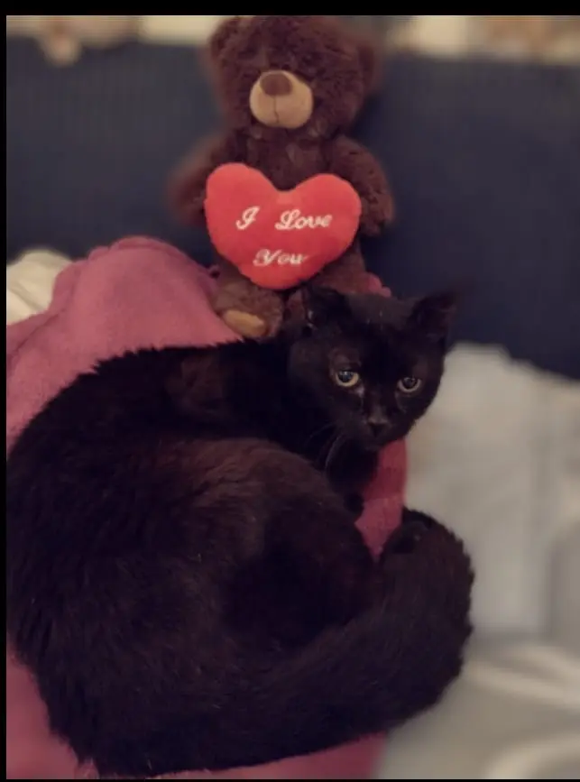 Condolence image of Corinna mit Emma, Pummelchen und anderen Sternlein im ❤️