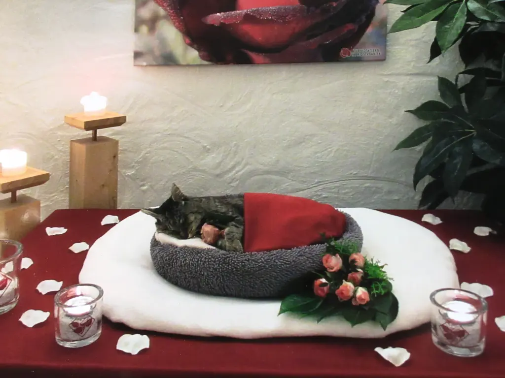 Condolence image of ✬¸.•*¨*•.☆Himmelspost✬¸.•*¨*•.☆❤️