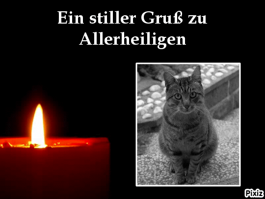 Condolence image of Tanja mit Timmy im Herzen
