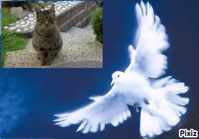Condolence image of Tanja mit Timmy im Herzen