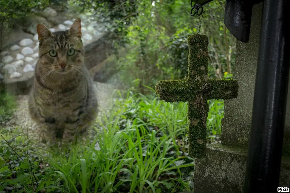 Condolence image of Tanja mit Timmy im Herzen 