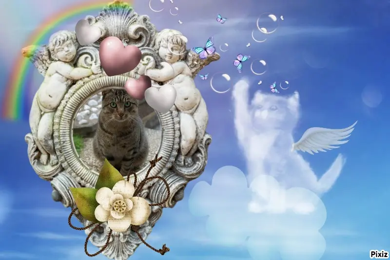 Condolence image of Tanja mit Timmy im Herzen