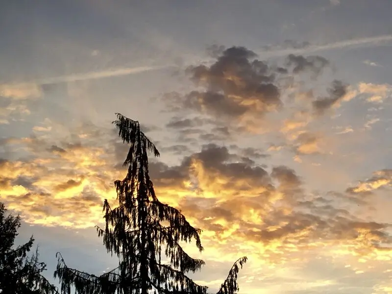 Condolence image of ✬¸.•*¨*•.☆Für Gräuli ❤️ zum Gedenken - 28 Monate ✬¸.•*¨*•.☆❤️