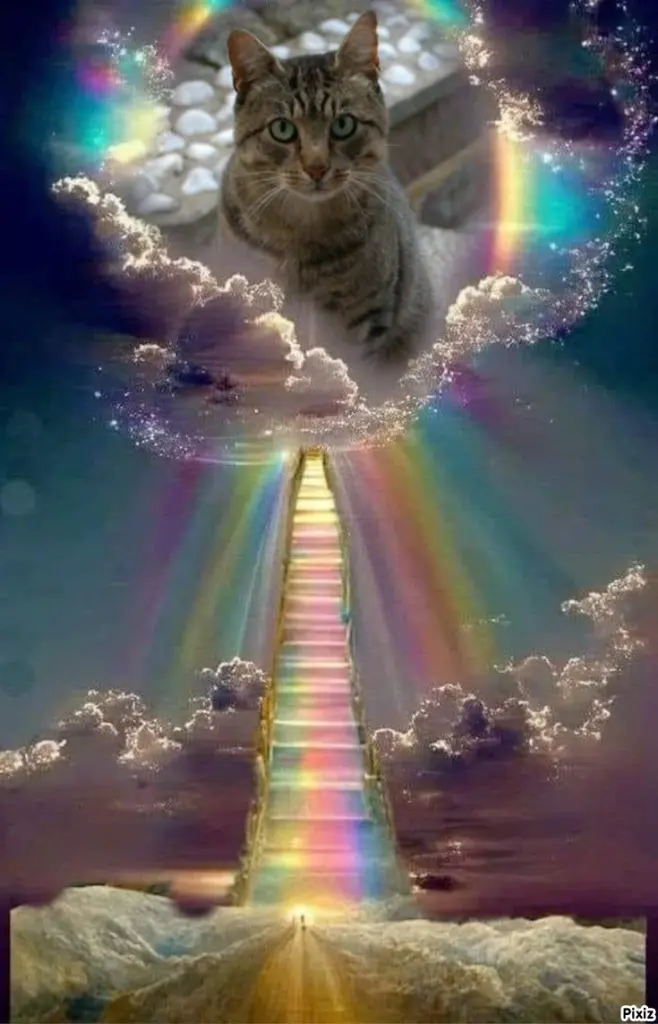 Condolence image of Tanja mit Timmy im Herzen 