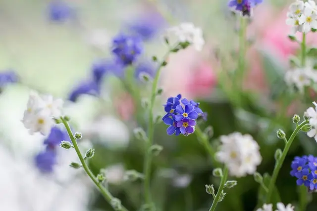 Condolence image of ❀ Für Gräuli ❤️ zum Gedenken - 30 Monate ❀