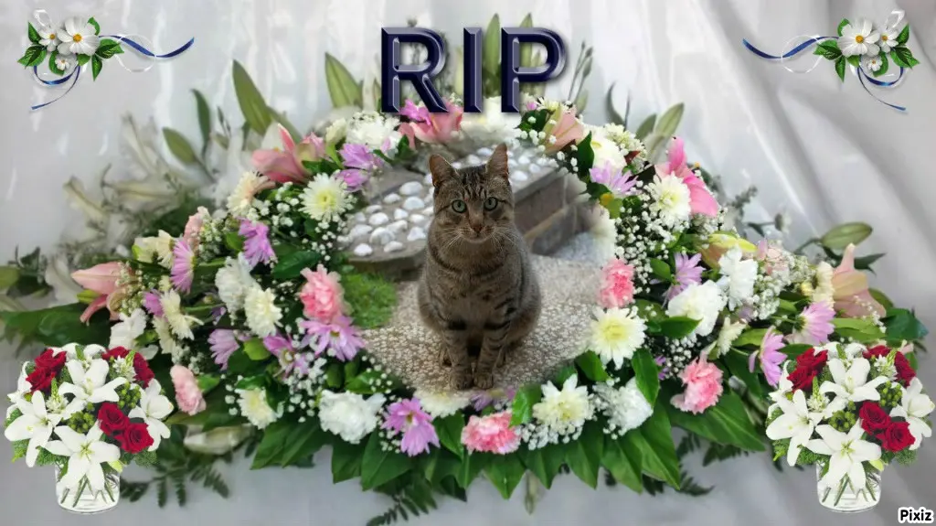 Condolence image of Tanja mit Timmy im Herzen